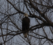 2015 02 07 RedWing 029